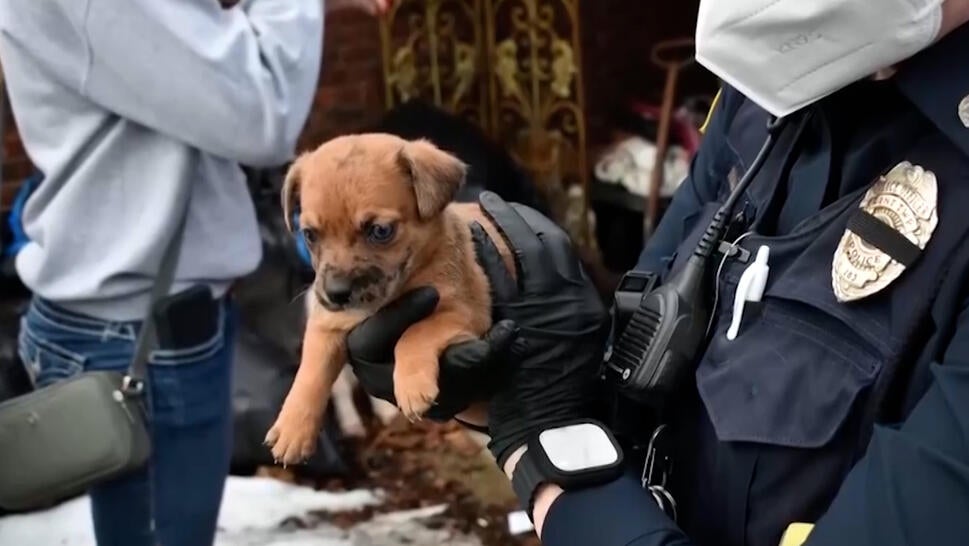 Police officer holding a puppy