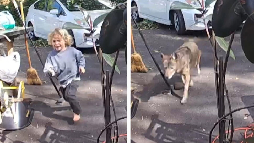 coyote chased a child
