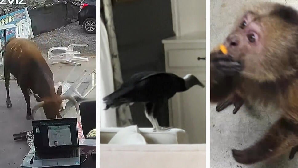 Animals That Caused Chaos