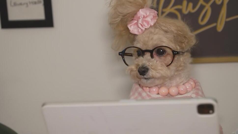 Petfluencer Noodles the Pooch