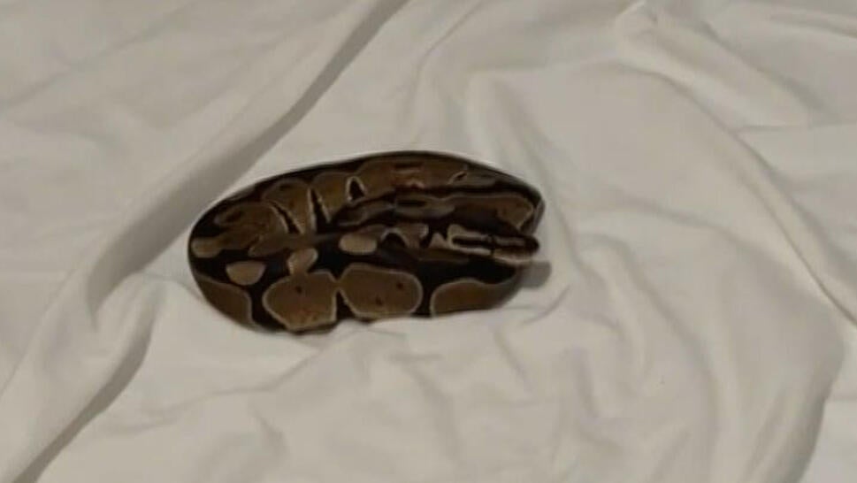Snake on a bed
