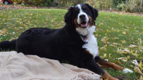 Paw Order Family S Bernese Mountain Dog Is Prime Suspect In Birdseed Mess Inside Edition