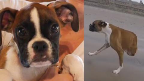 Duncan The Famous 2 Legged Boxer Found After Terrible Crash That Dog Is Such A Survivor Inside Edition She said that she was visiting her grandparents the following sunday. duncan the famous 2 legged boxer found