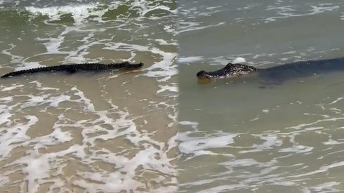 Alabama Beachgoers Spot Massive Alligator Catching Waves in Ocean