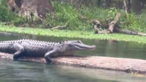 Women Tubing on Florida River Encounters Massive Alligator on Tree Log 