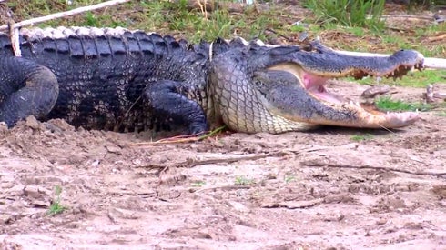Florida Man Loses Arm After Surviving Massive Alligator Attack