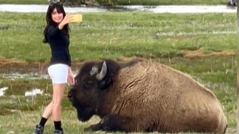 Yellowstone National Park Tourist Tries to Pet Massive Bison