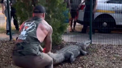 MMA Fighter Mike Dragich Wrangles Massive Alligator Outside Florida School