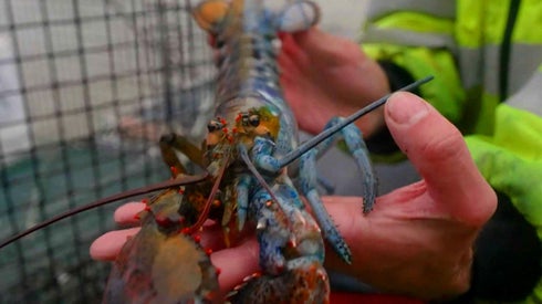 Fisherman In Maine Discovers Lobster With Unique Coloring That’s Both Sexes