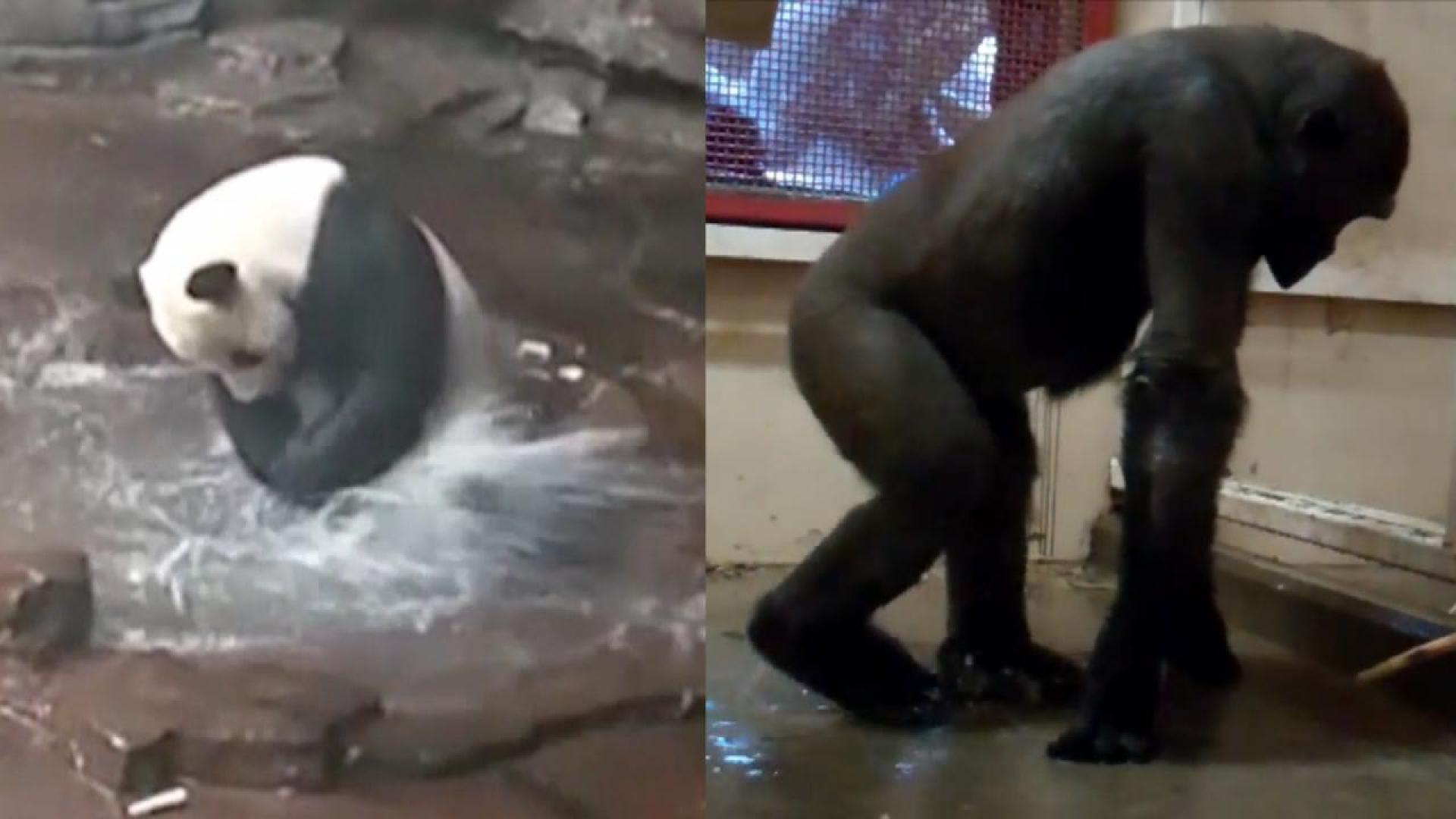 Splashing Panda In China Gives Dancing Gorilla In Dallas Some Stiff Competition Inside Edition If you need an example of dancing like nobody's watching, zola the gorilla can show you how it's done. splashing panda in china gives dancing