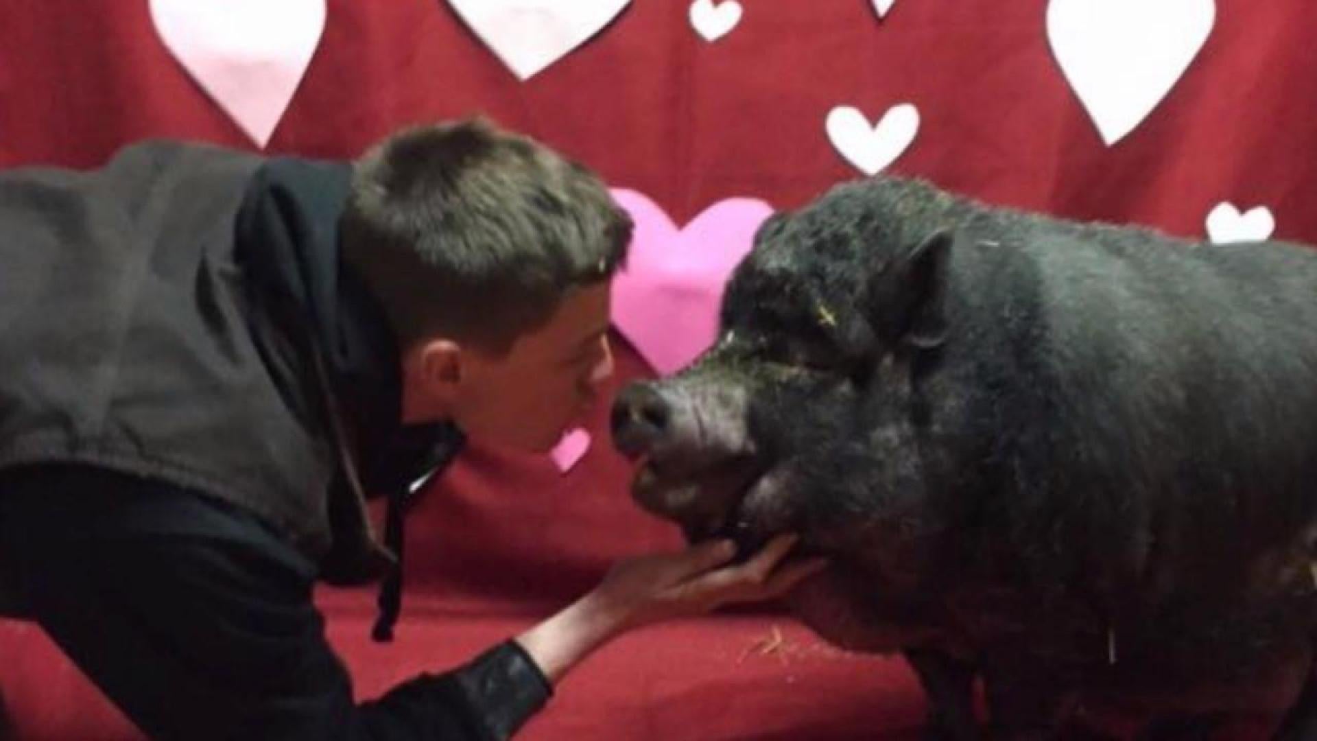 Hogs And Kisses Shelter Seeks Valentine S Day Cards For Its
