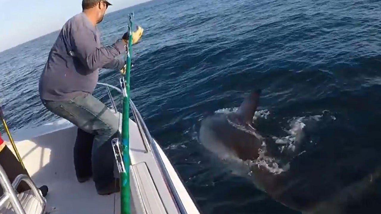 Crew Spots Rare 16-Foot-Long, 3,000-Pound Great White Shark | Inside ...