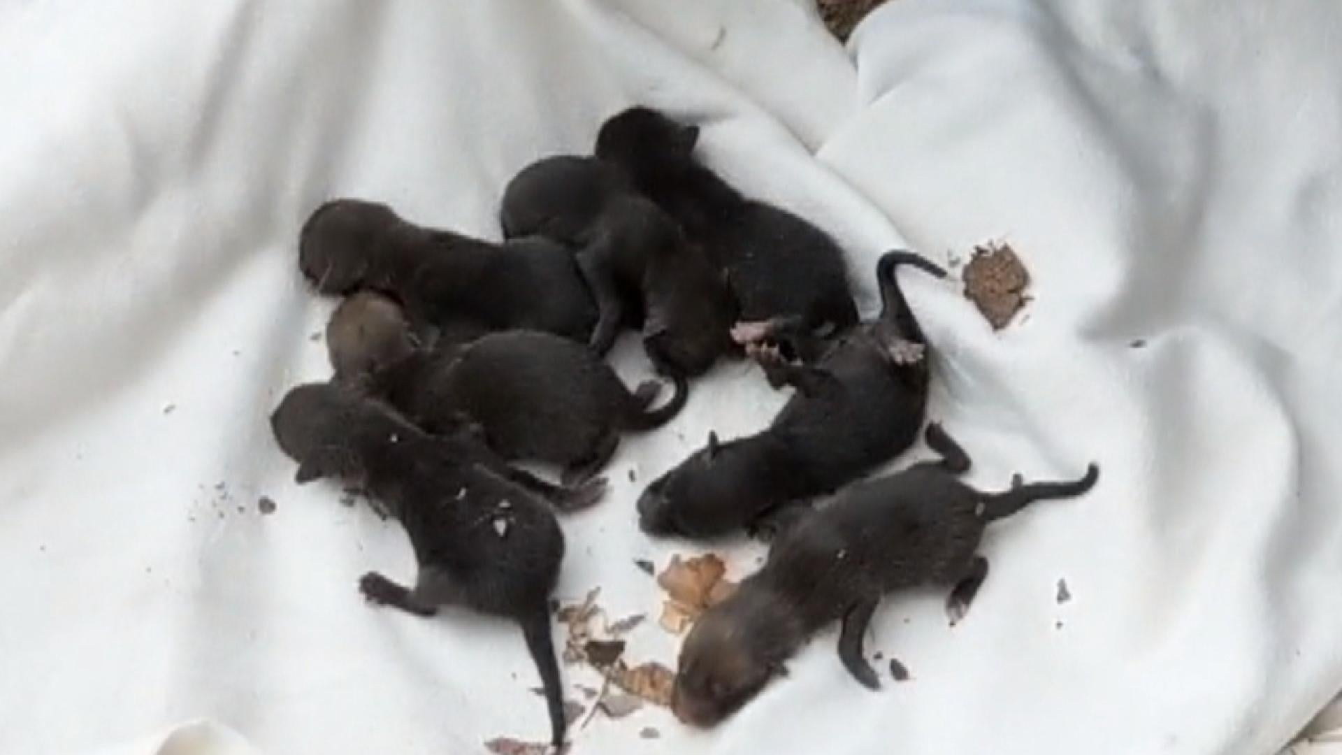 firemen with puppies