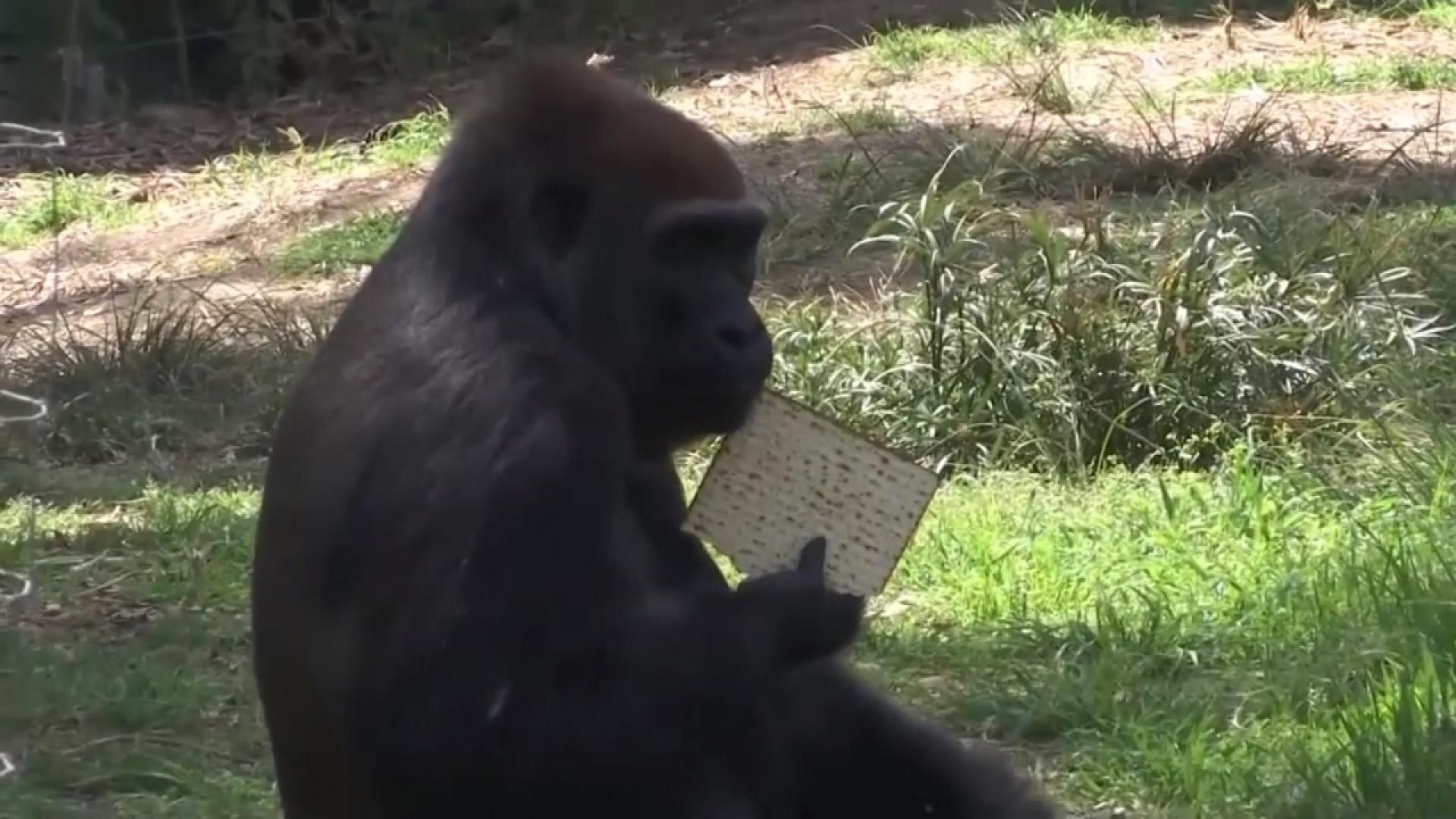 Gorilla Eating Bread