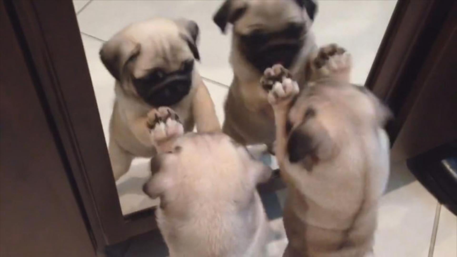 where to find pug puppies
