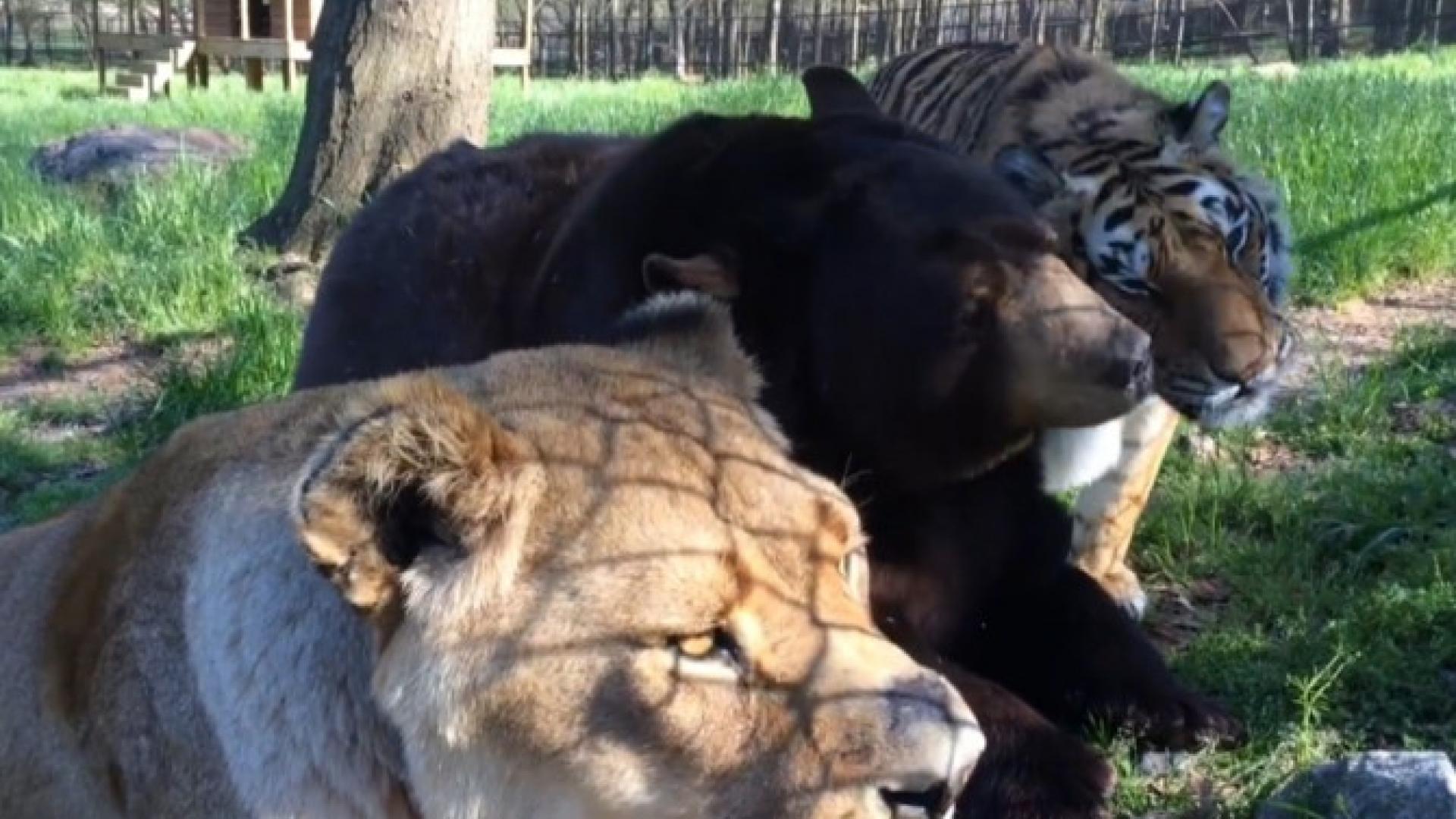 Meet The Unlikely Animal Friends That Warmed Our Hearts This Year