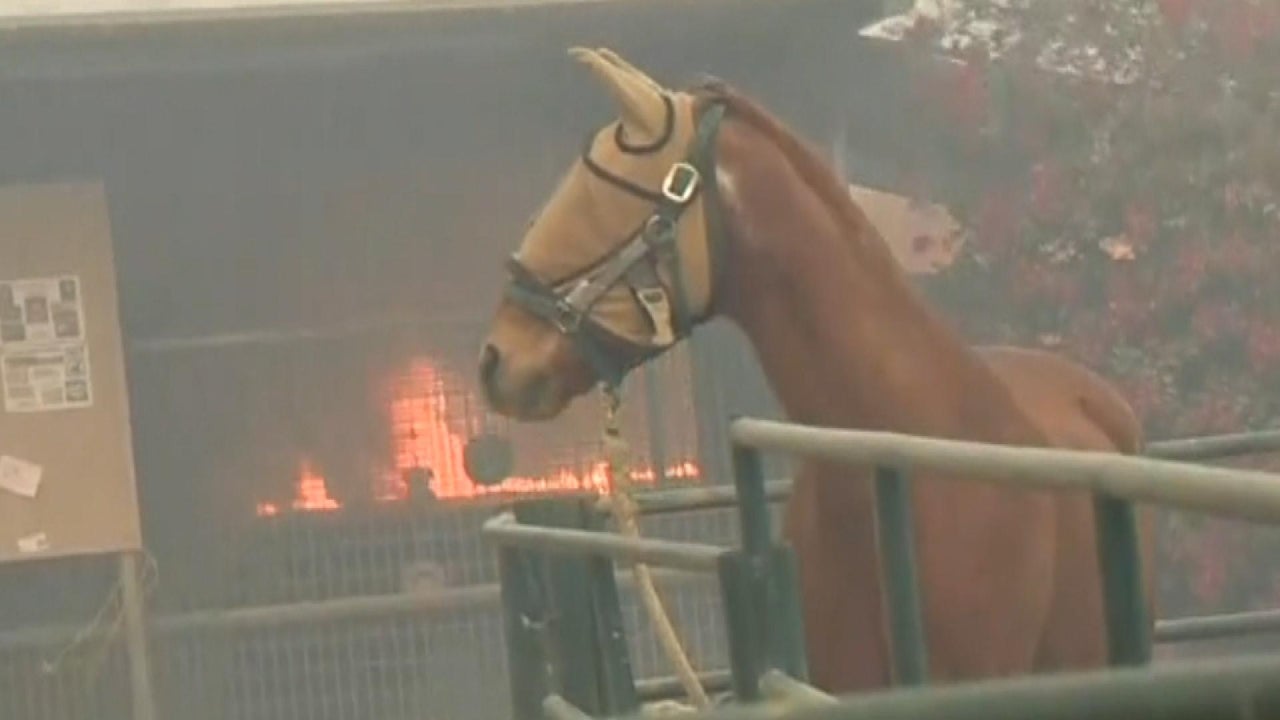 Horses Evacuated After Suffering Severe Burns From California Wildfires