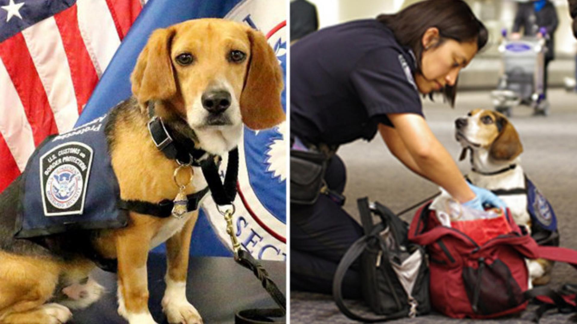 vets that take hedgehogs near me