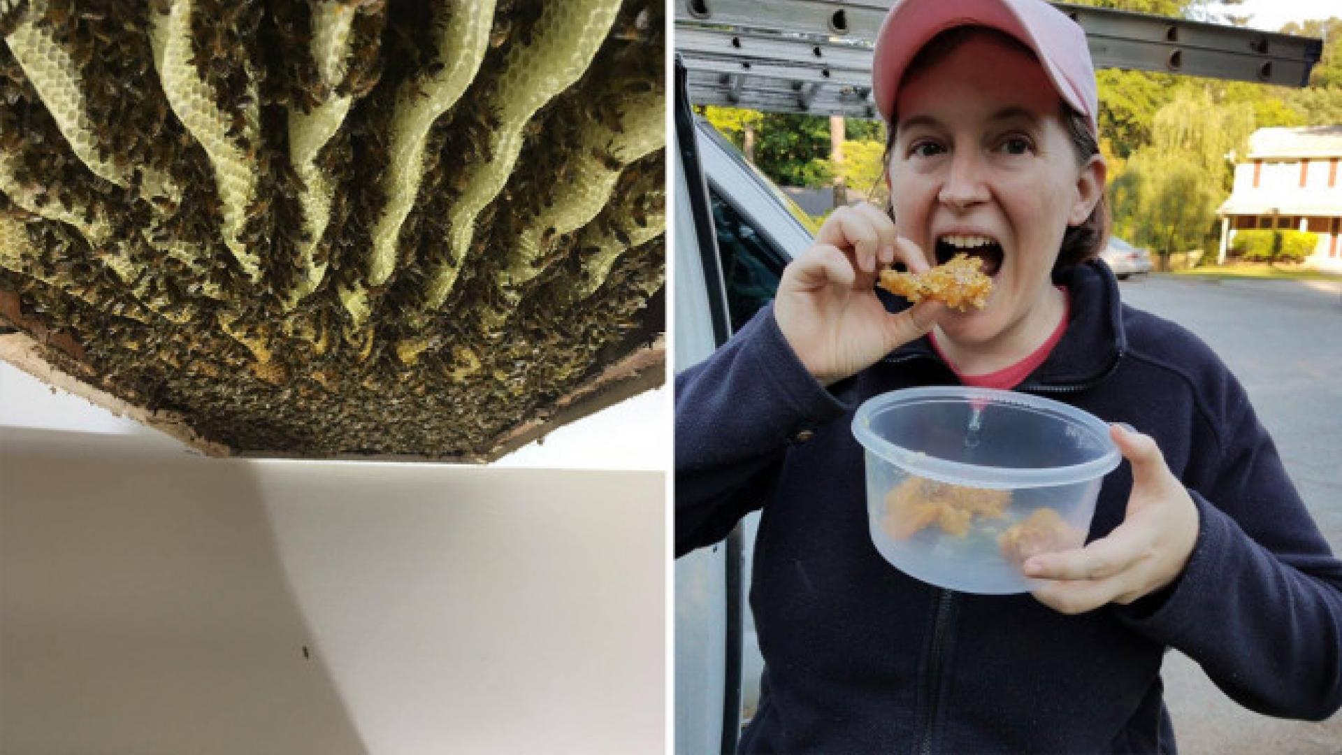 Woman Horrified To Find 120 000 Bees Living In Her Ceiling
