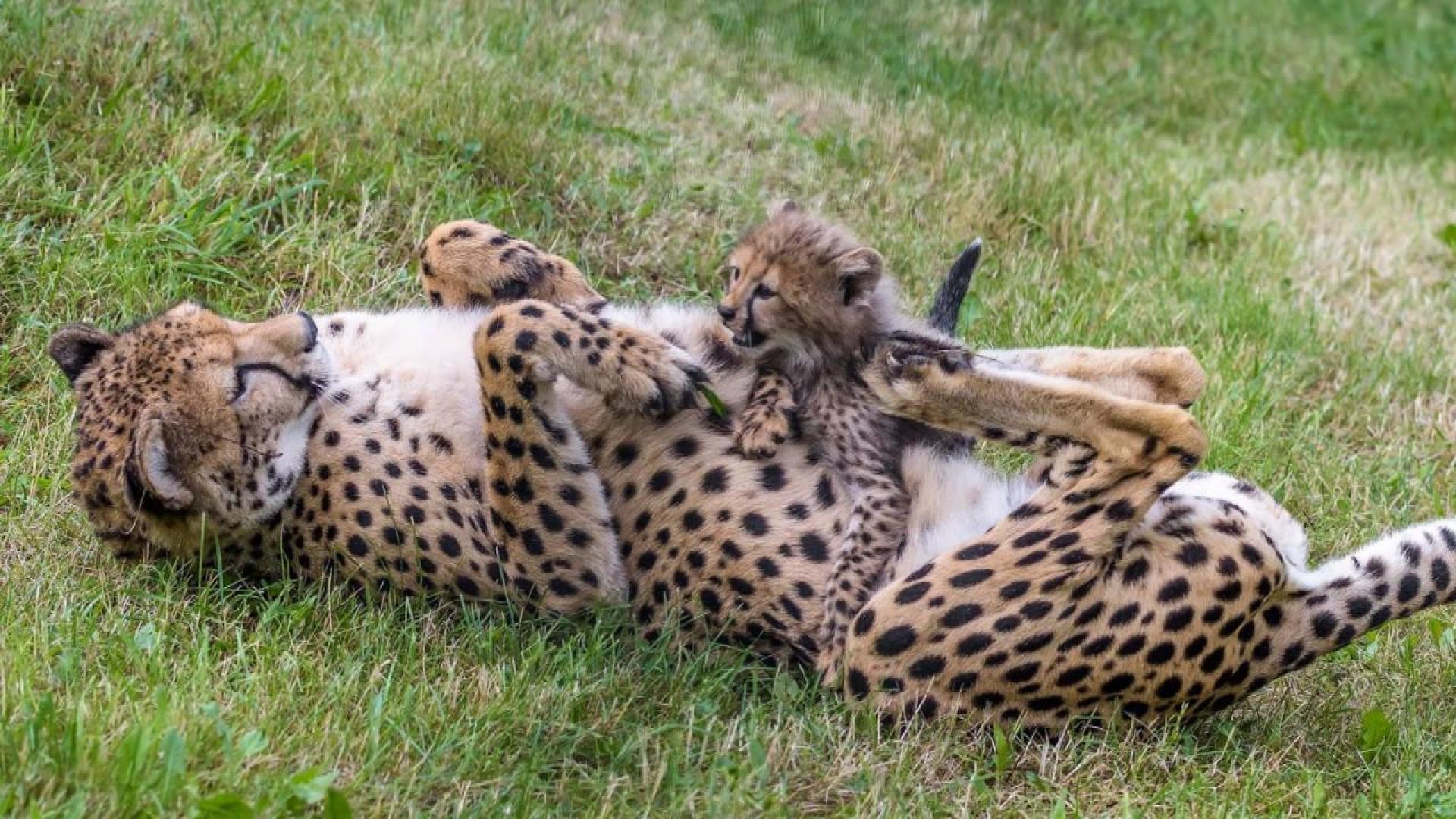 These Cheetah Quintuplets Can T Get Enough Attention From Their