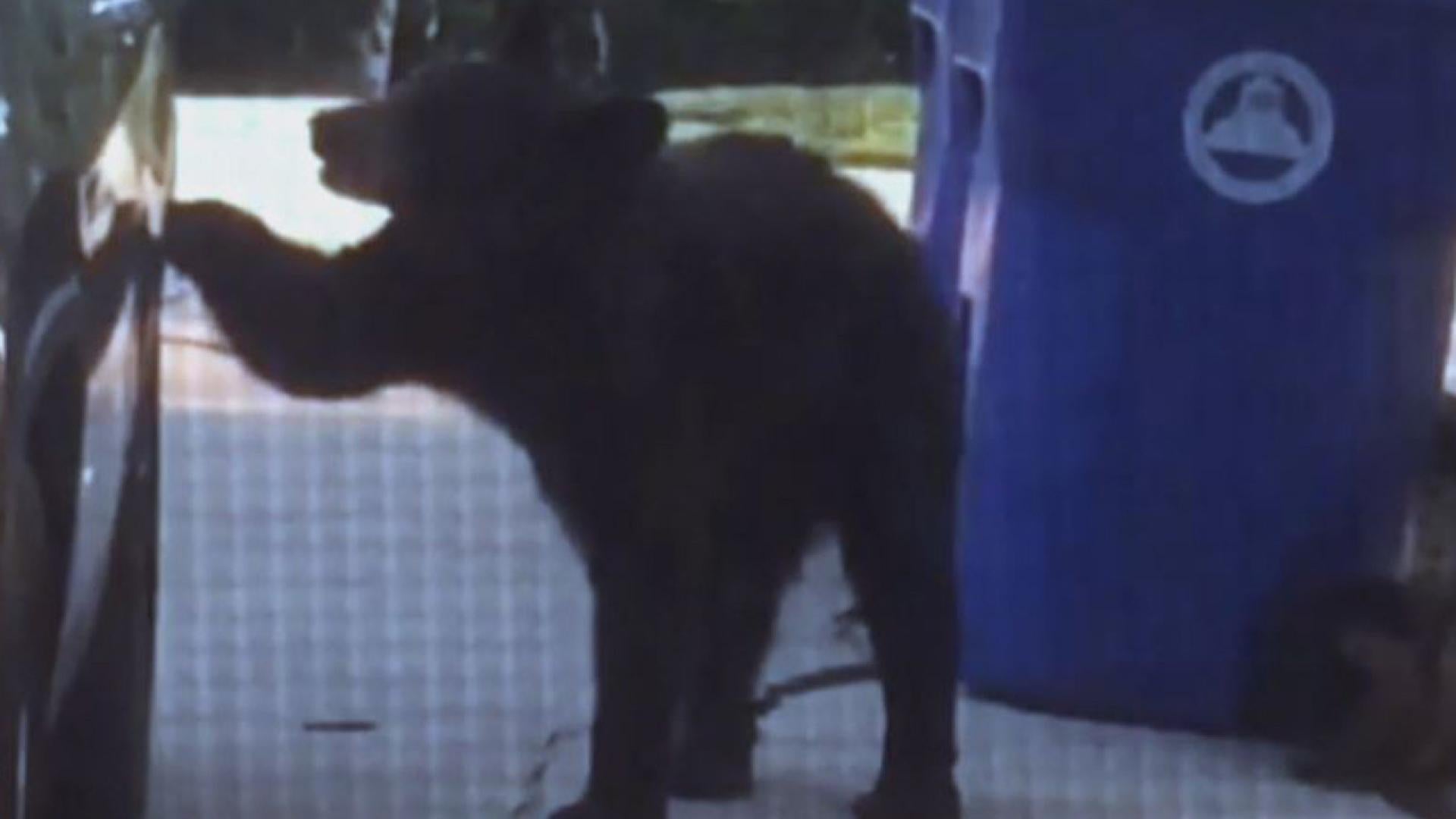 Need A Ride Family Shocked As Bear Opens Car Door And Climbs Inside Inside Edition · well, that's one way to scare off a bear! bear opens car door and climbs inside