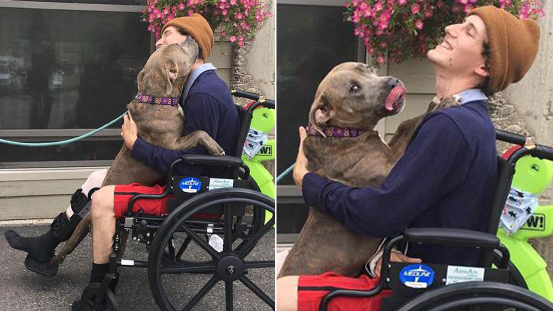 Dog Overjoyed To See Owner Weeks After They Were Struck By A Drunk Images, Photos, Reviews