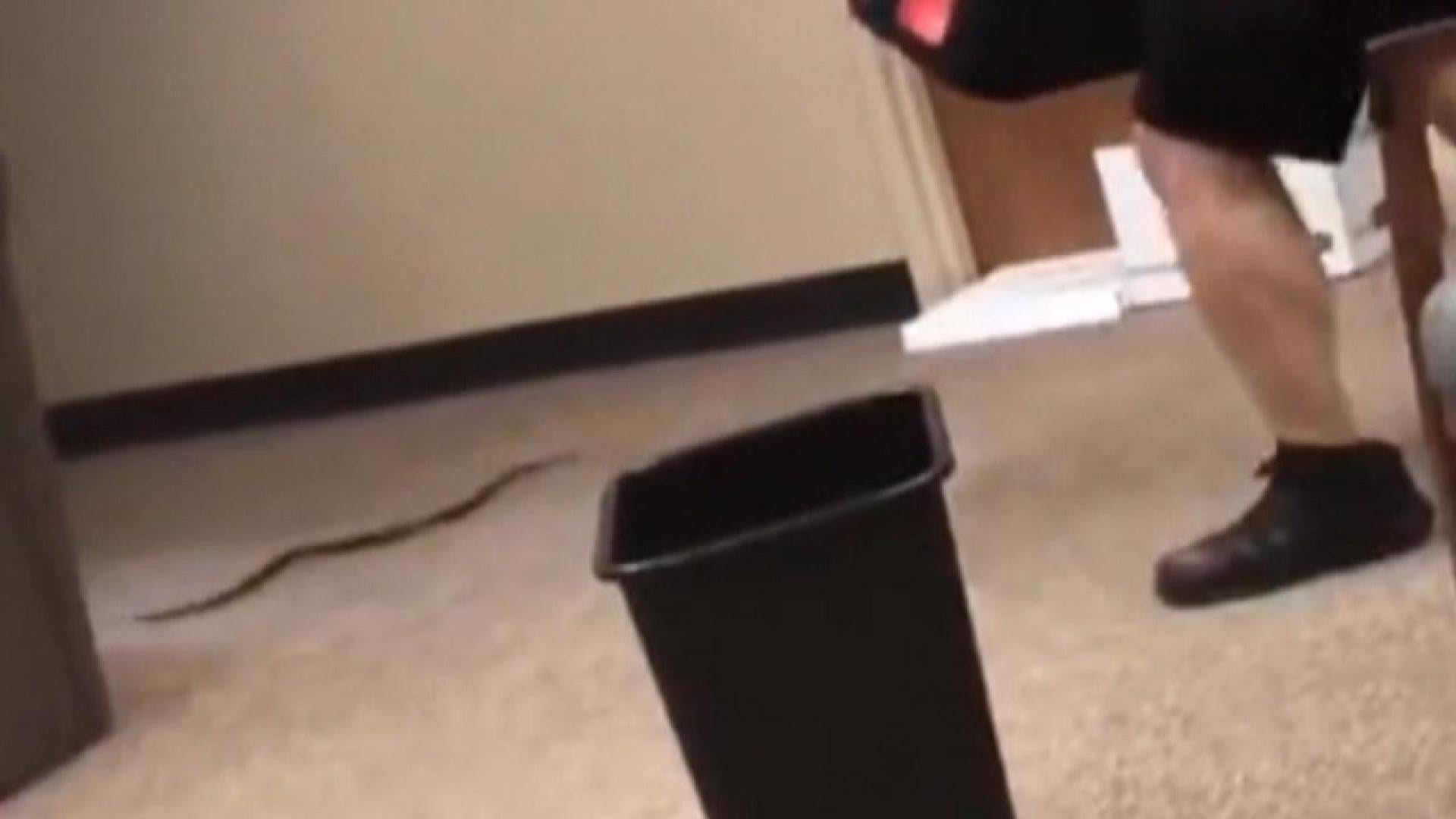 Snake Scares Campus Cop During Capture We Catch Bad Guys Not