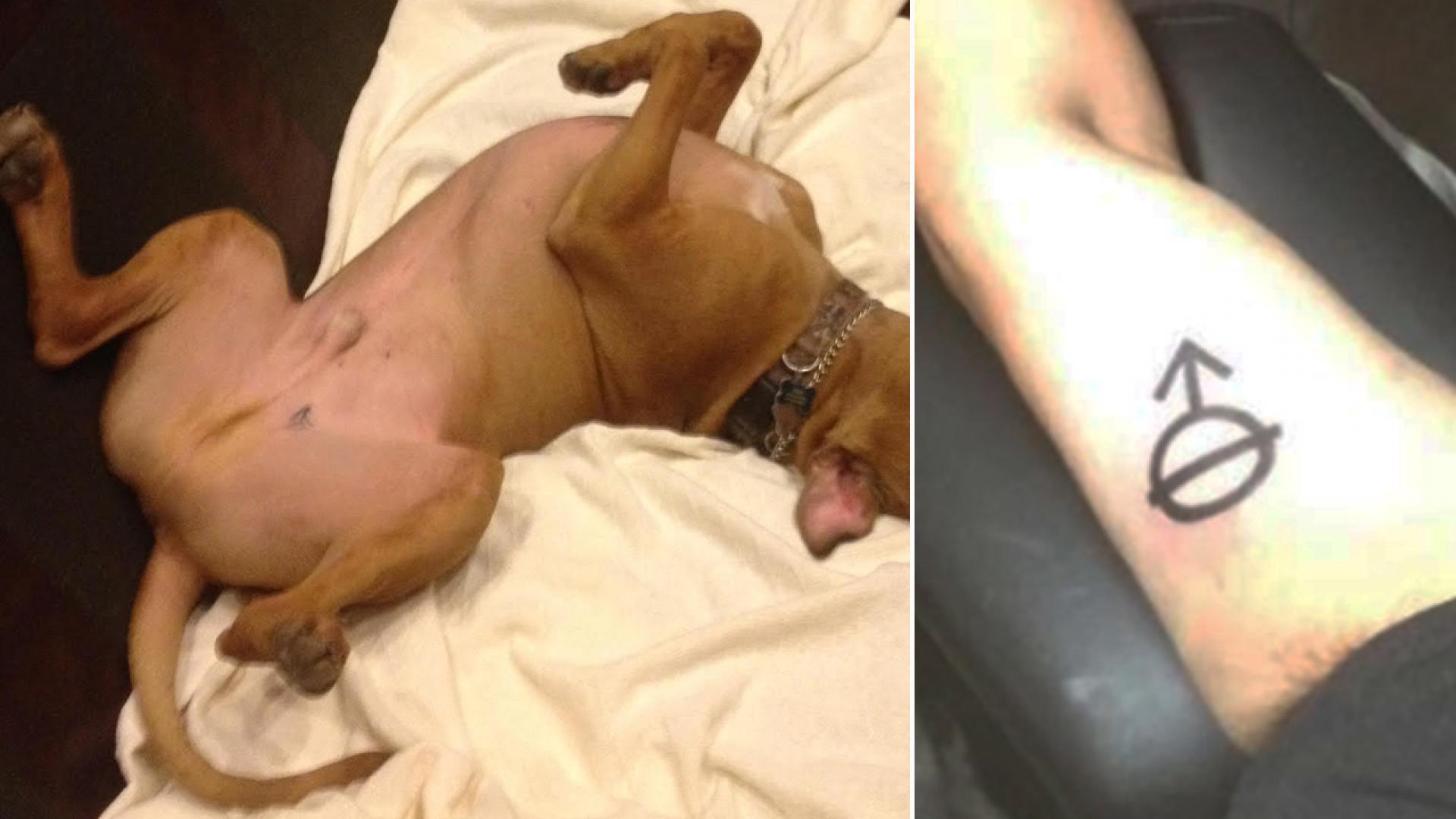 Man Gets Symbol For Neutered Tattooed After Assuming Ink On His Dog Was A Sign Of Abuse Inside Edition