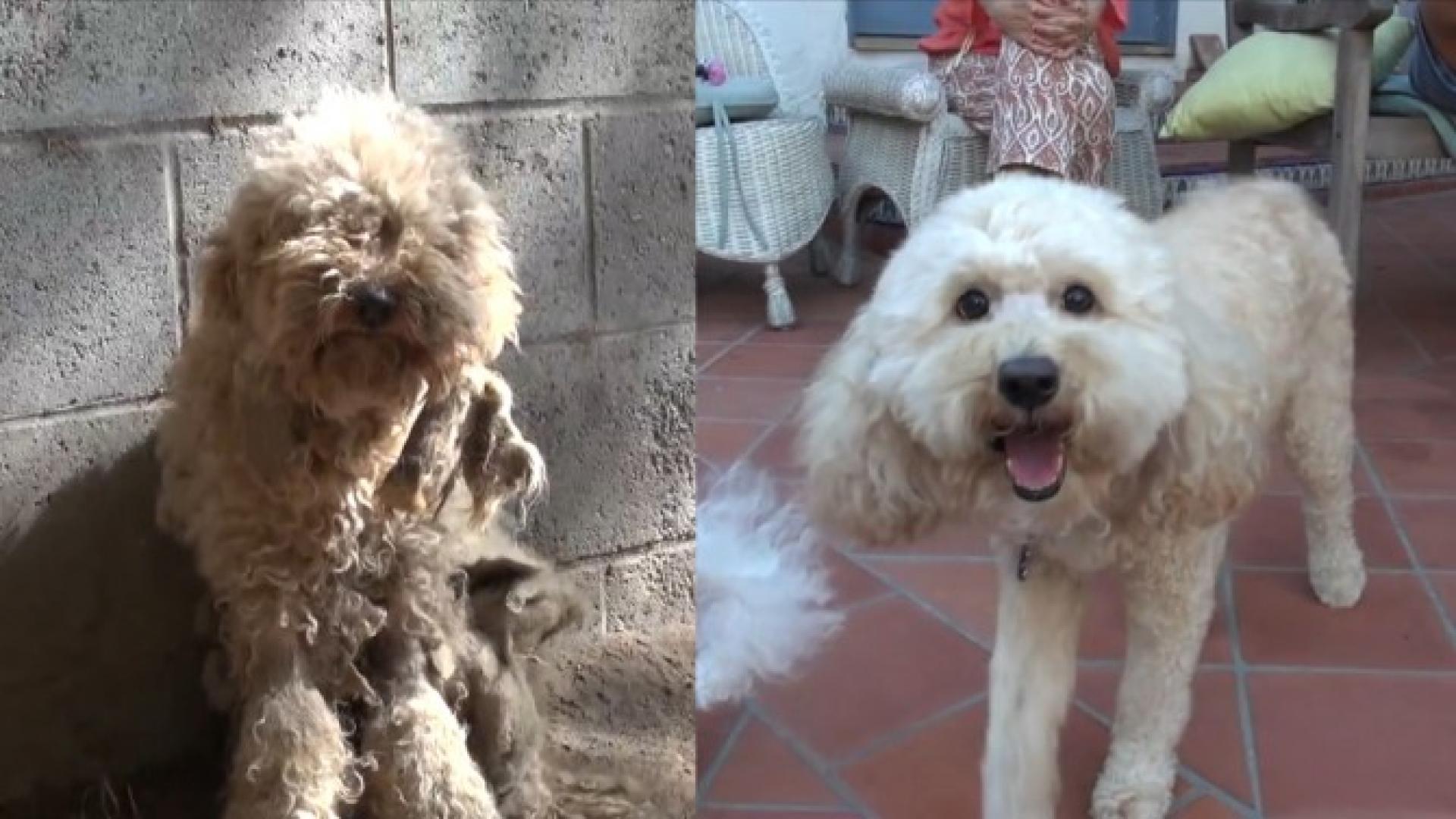 matted poodle grooming