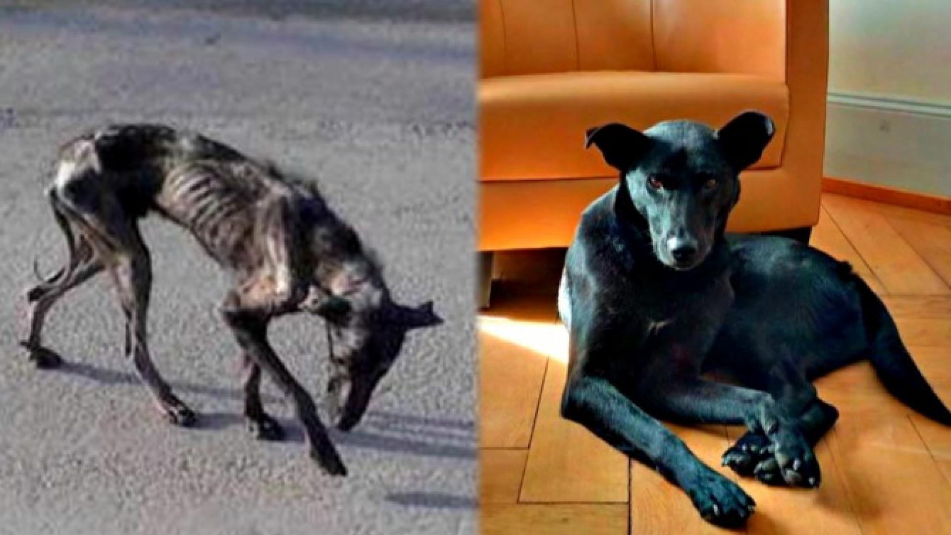 Abandoned Emaciated Dog That Could Barely Walk Makes Incredible Recovery Inside Edition