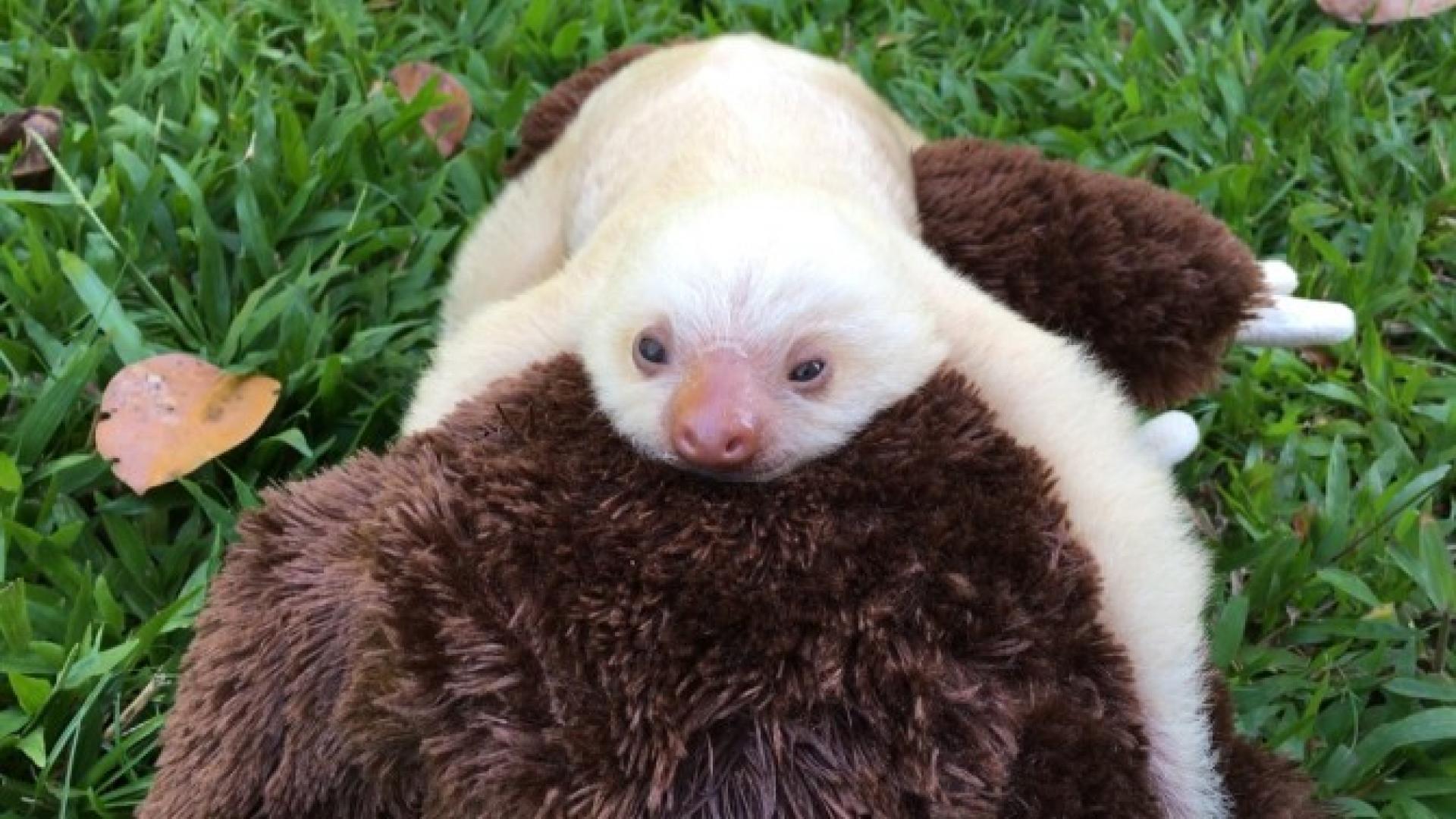 Orphaned Baby Sloth Clings Onto Stuffed Animal For Emotional Support Inside Edition