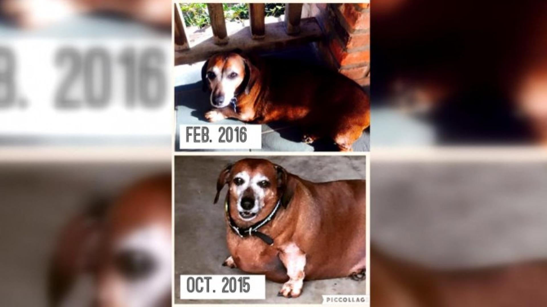 Grieving Widow Posts Weight Loss Timelapse Video After Losing More Than 180 Pounds It Just Blows My Mind Inside Edition Missing dogs massachusetts, peabody, massachusetts. grieving widow posts weight loss