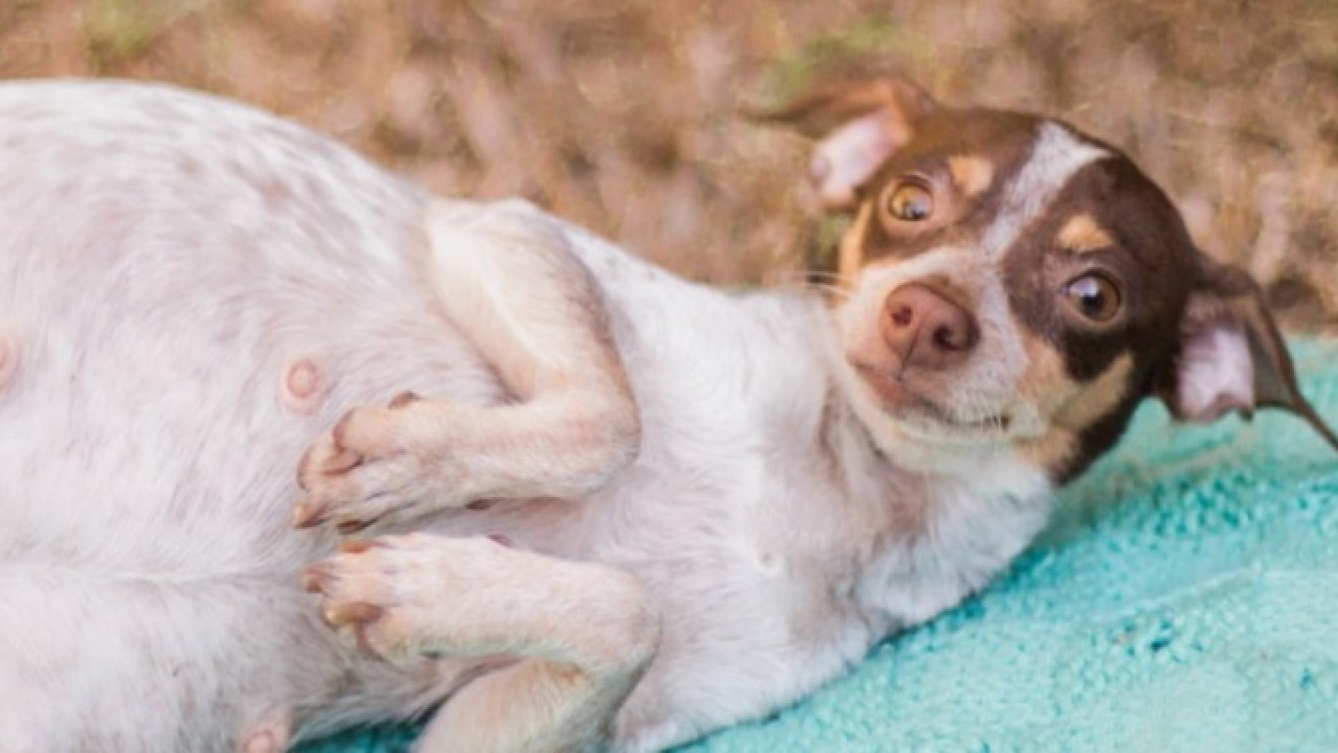 german spitz chihuahua mix