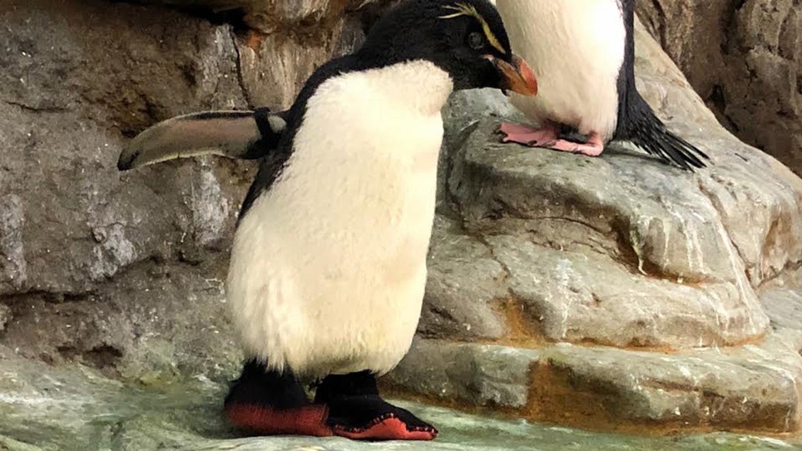 Enrique wears his therapeutic support boots at Saint Louis Zoo.