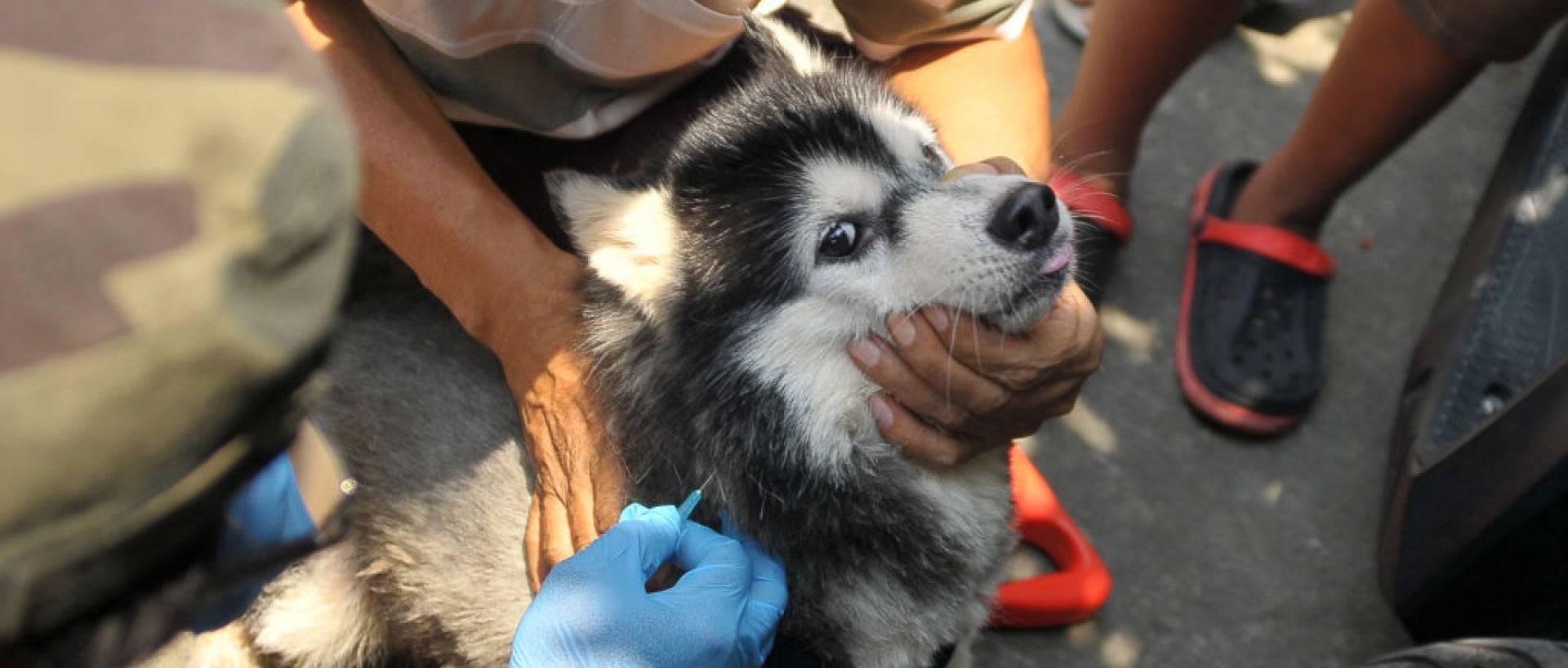 Dog receiving rabies vaccine by gloved hands