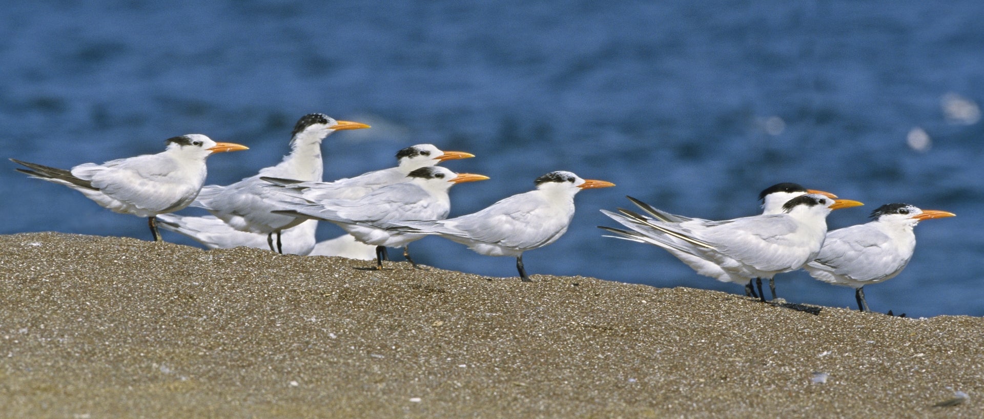 Gathering of adult elegant terns on sand