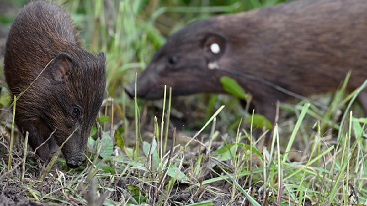 Pygmy hogs seen around their enclosure, in May 2016, in Assam, India.