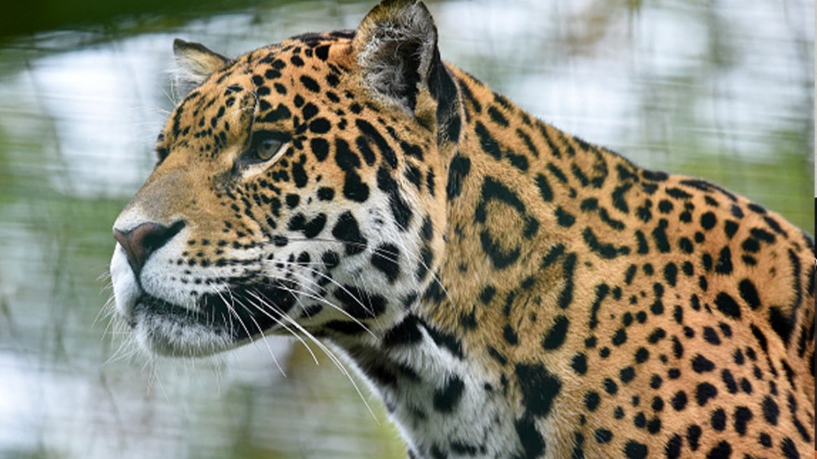A stock image of a jaguar.