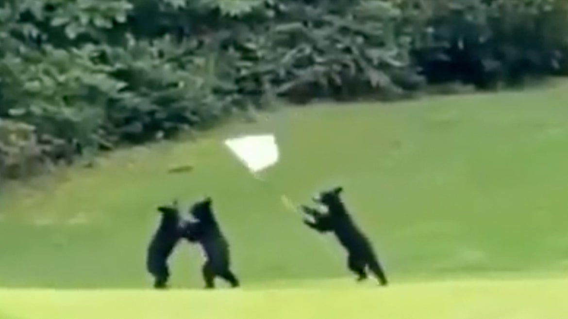 A trio of bears were caught having a little fun at a North Carolina golf course.