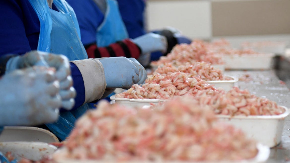 Shrimp in containers being separated by gloved hands
