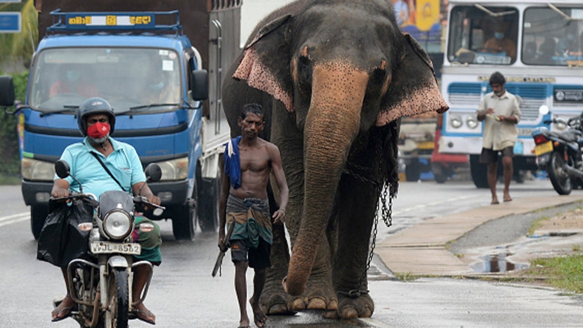 An elephant walking alongside other motorists in Sri Lanka.