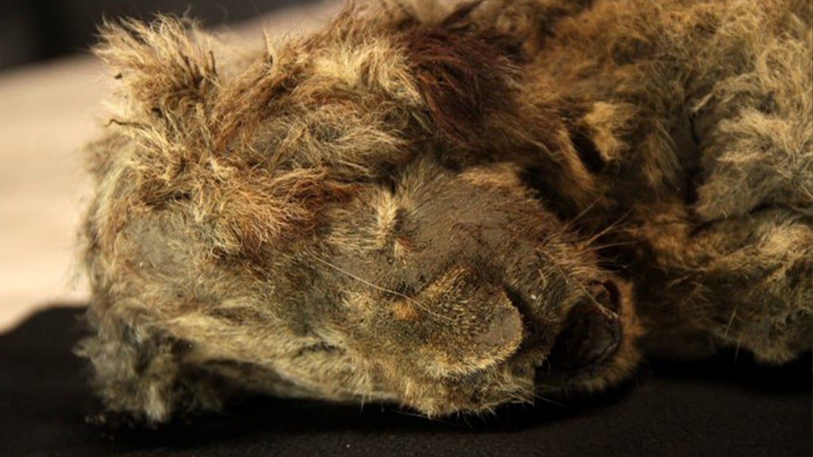 One of the ice age lions preserved for thousands of years unearthed.
