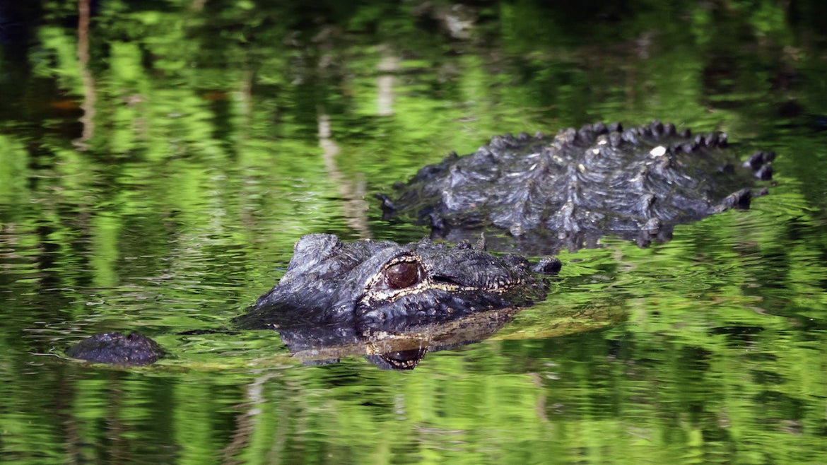 An alligator patrols the waterways at the Green Cay Nature Center and Wetlands on March 27, 2021 in Boynton Beach, Florida.