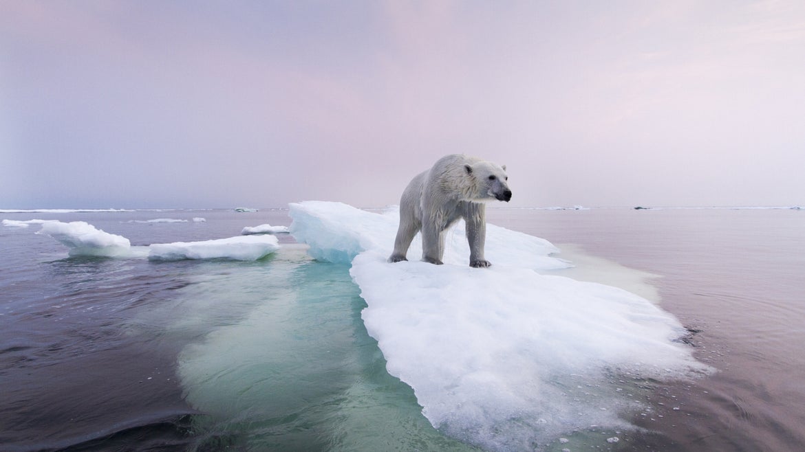 Polar bear on ice chunk 
