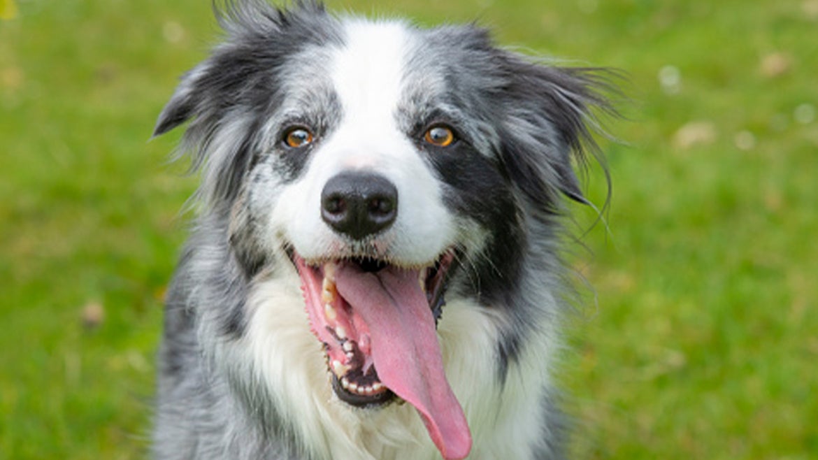 A happy Blue Merle Border Collie 