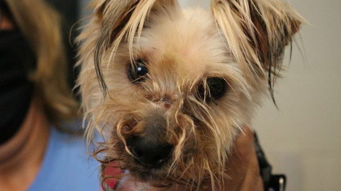 Dog abused with mouth wired shut rescued by good samaritan and taken to Wichita Animal Services.
