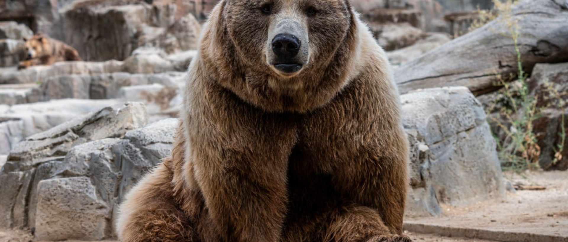 Brown bear near rocks
