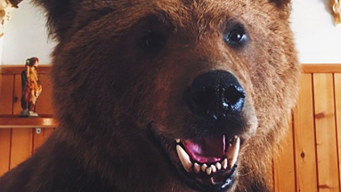 A stock image of the bear similar to the one that broke into the California home.