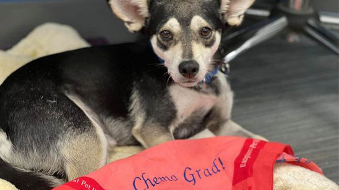 Eric, a 3-year-old chihuahua is now cancer-free after 17 rounds of chemo.