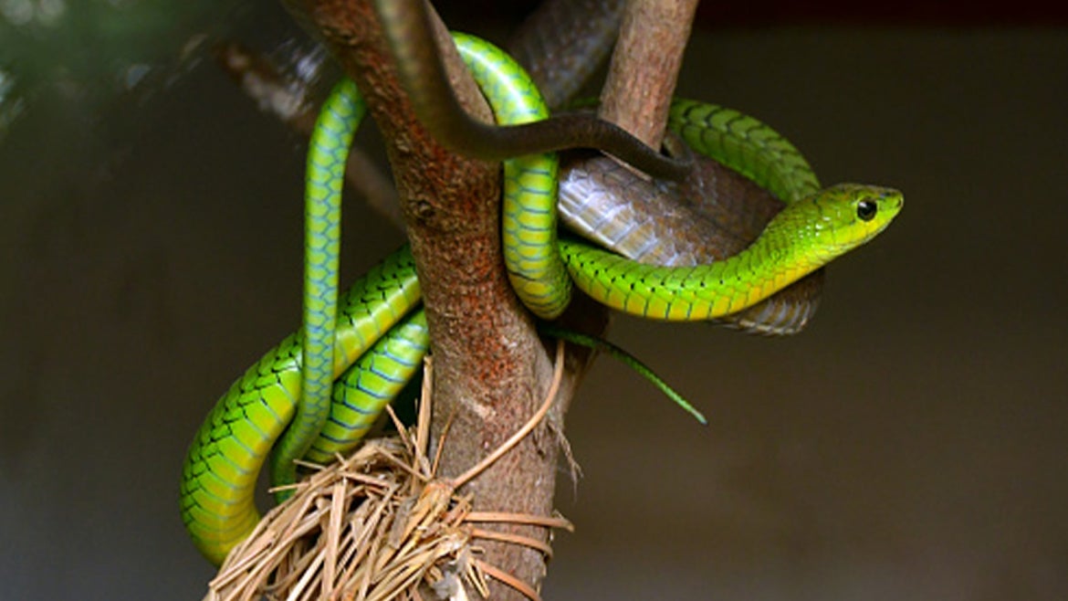 A stock image of the boomslang snake that was found in the Christmas tree of the Wild home.
